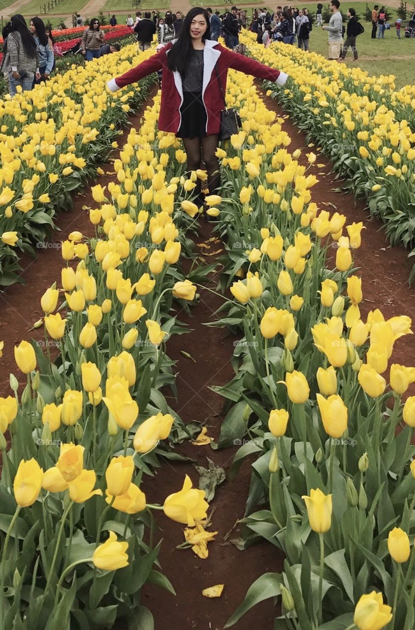 Tulip, Flower, No Person, Nature, Garden