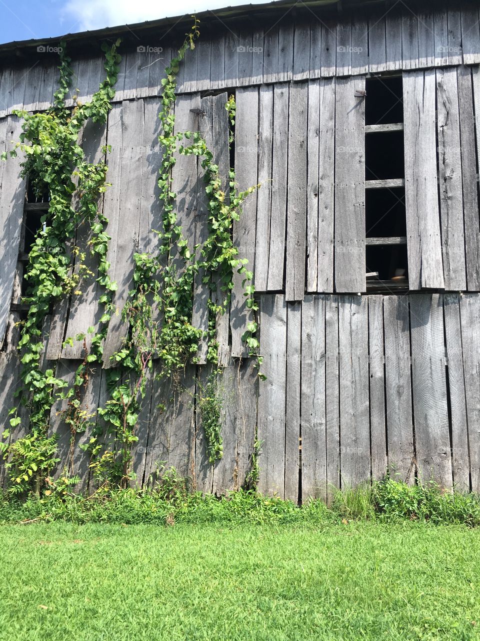 Old tobacco barn