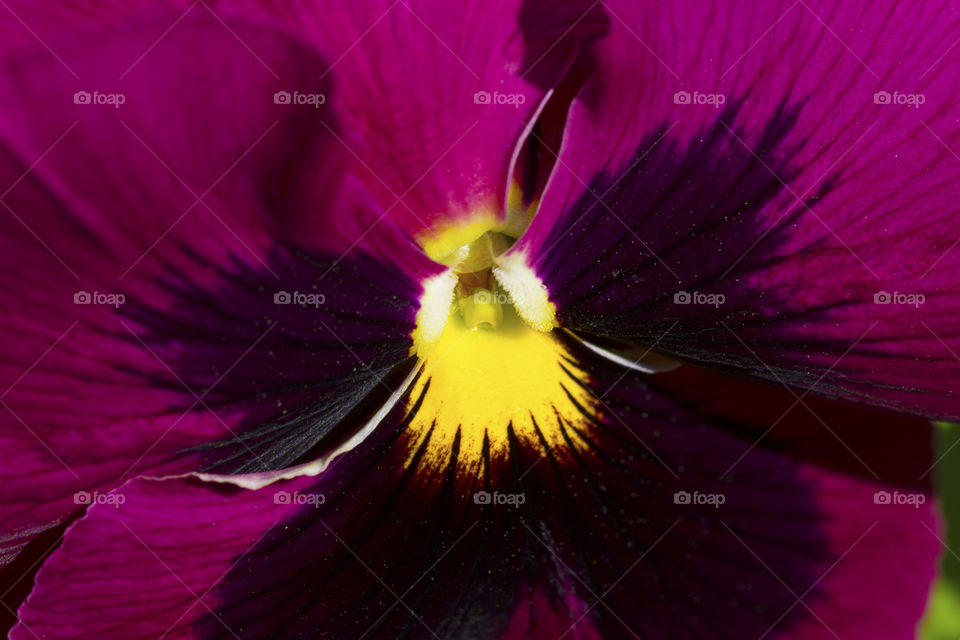 Macro photography  beautiful tulip flower