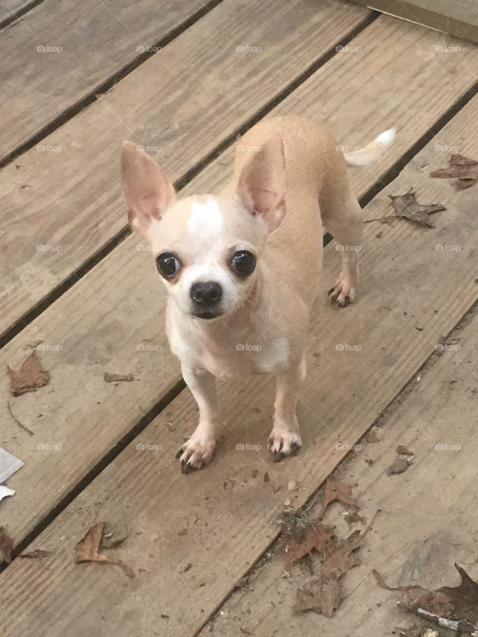 Chihuahua standing on wood