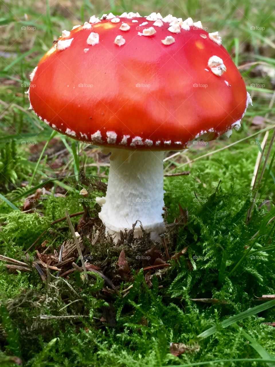 Fly agaric mushroom on grassy field