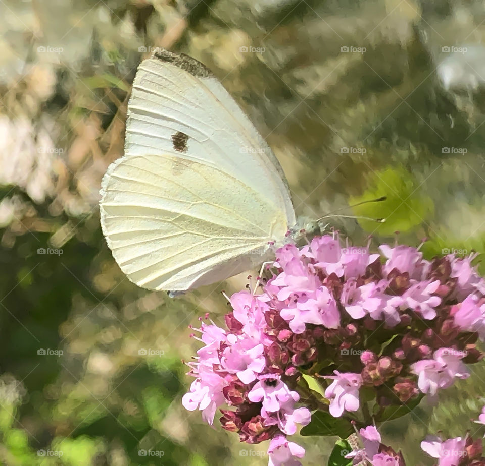 Large cabbage white butterfly 