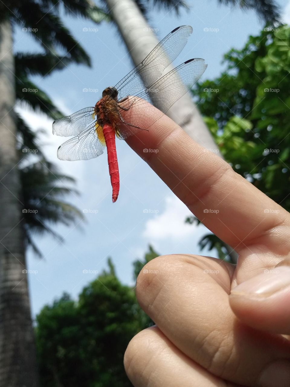 Dragonfly