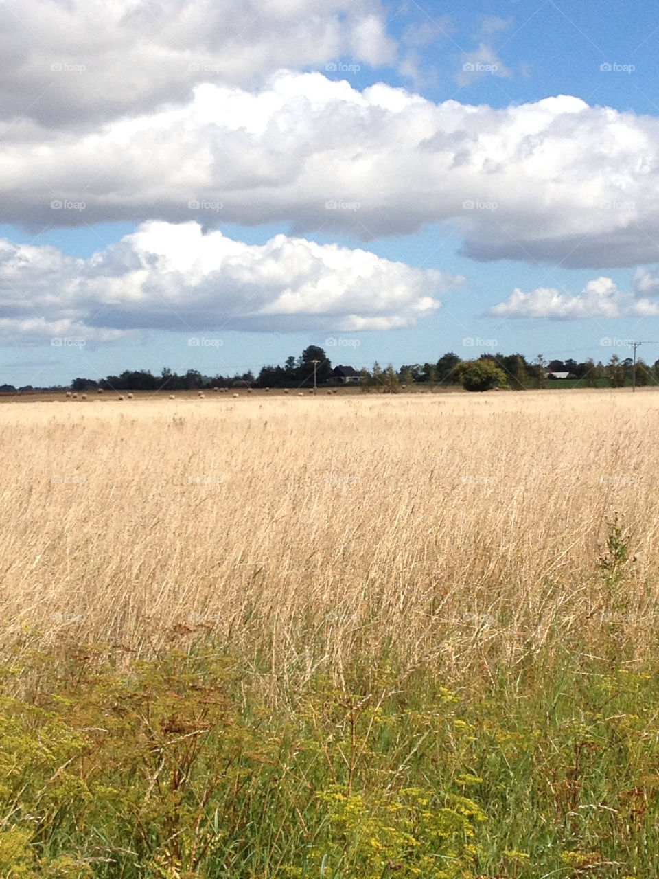 sky sweden field nature by liselott