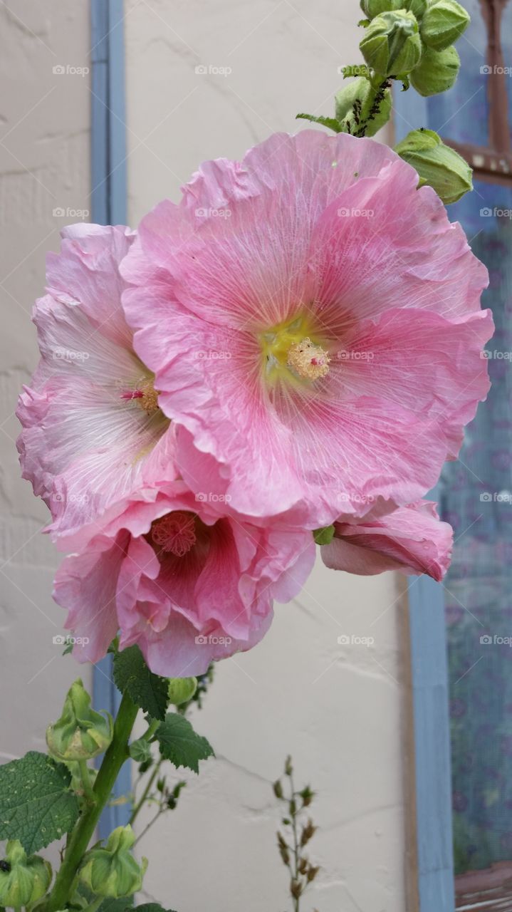 my hollyhocks 2015. my hollyhocks color pink