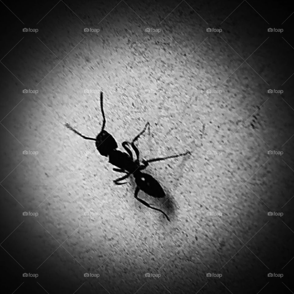 Black ant