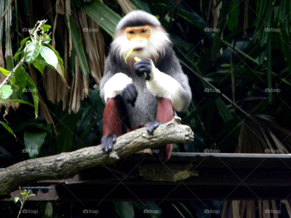 Monkey at Singapore Zoo