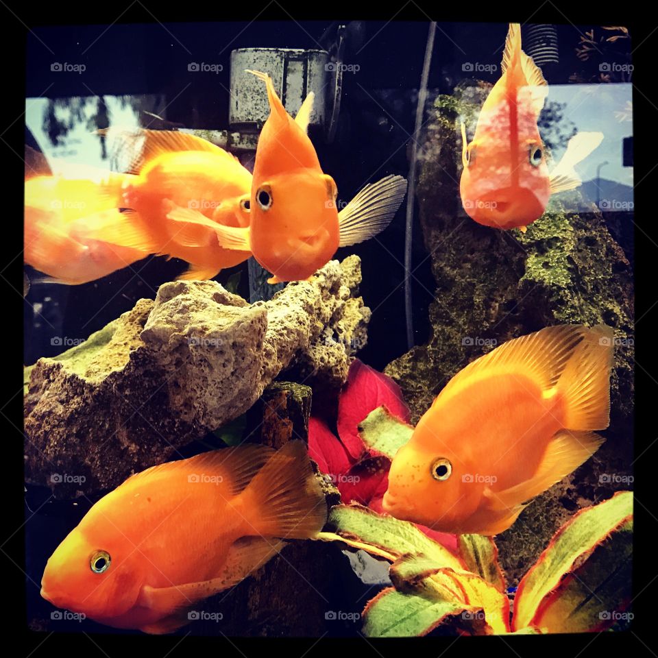 Cute fish in fish tank