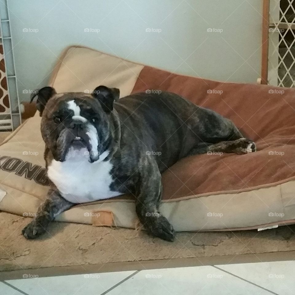 posing bulldog
