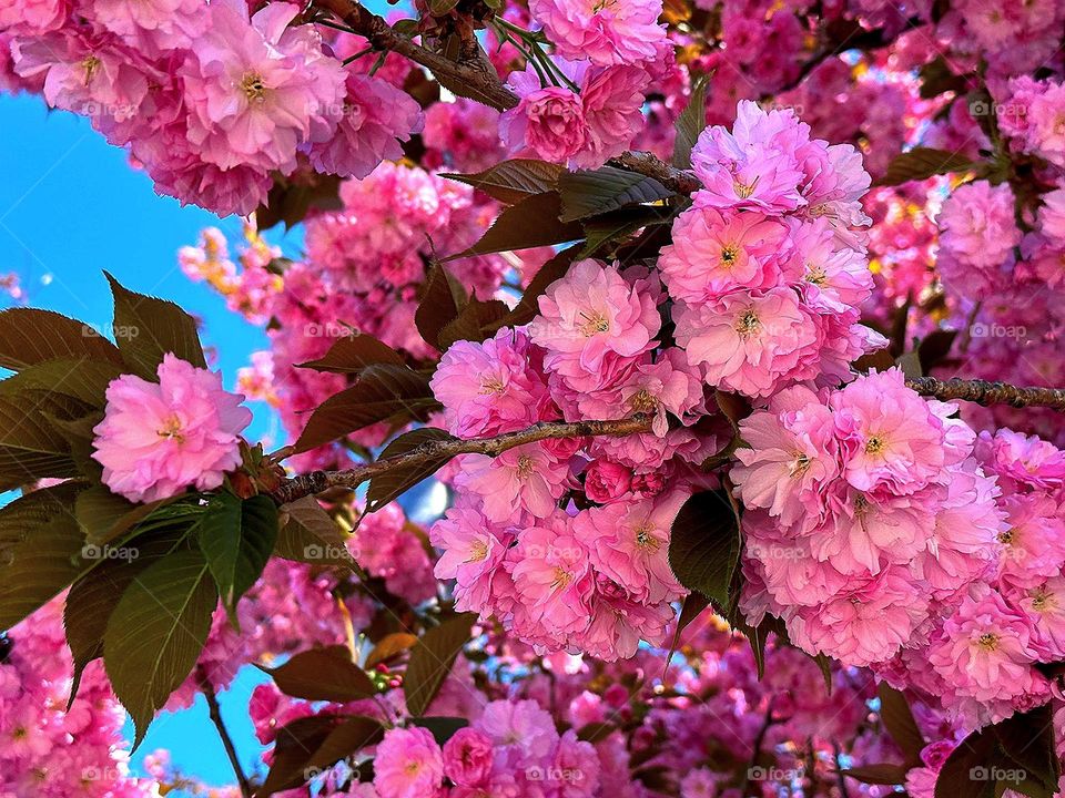 Sunny day.  Sakura blossom with pink flowers.Through the blossoming branches you can see the clear blue sky. The rays of the sun enhance the pink color of sakura flowers