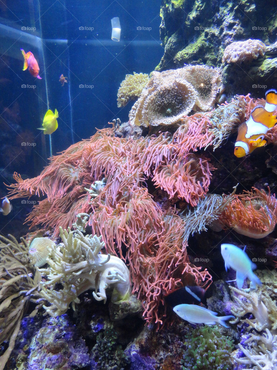 water fish nemo aquarium by feche_103