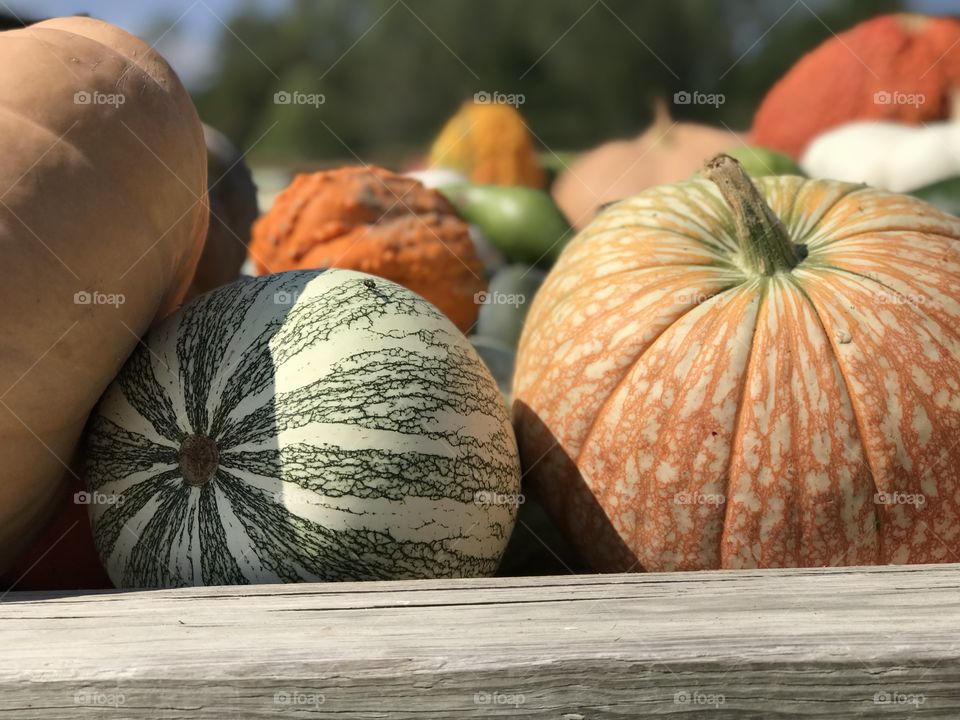 Colorful Pumpkins - Bloomington, Indiana USA