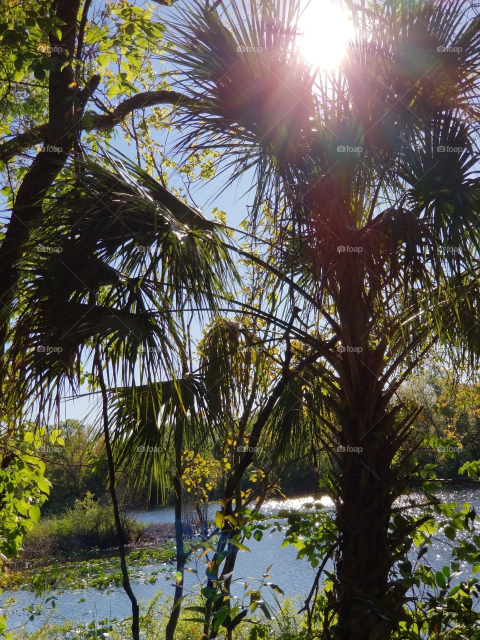 tropical Florida park lake palm tree