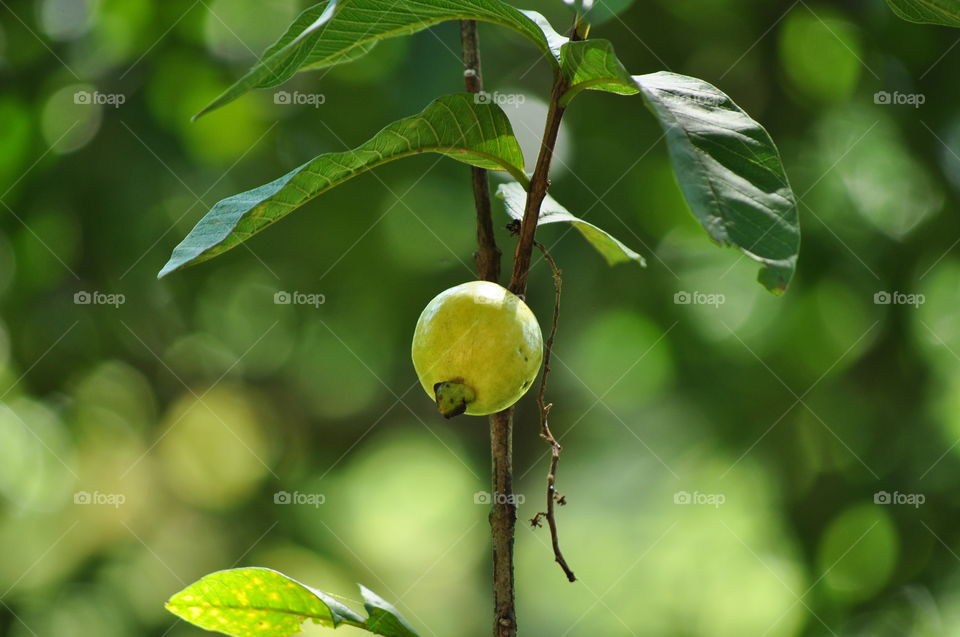 sri lankan forest guava