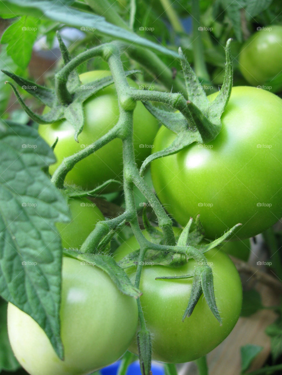 green garden summer tomatoes by mirre
