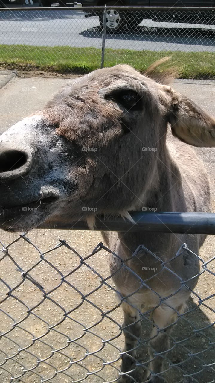 a silly old donkey