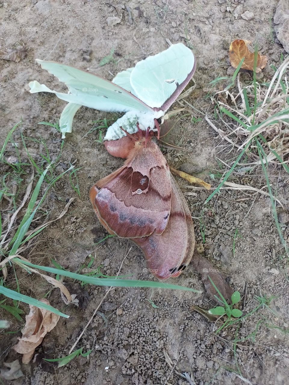 never seen this before,  I believe the green one killed the brown one. life is short.