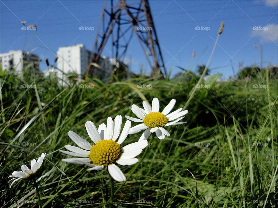 camomile flowers growing in green grass