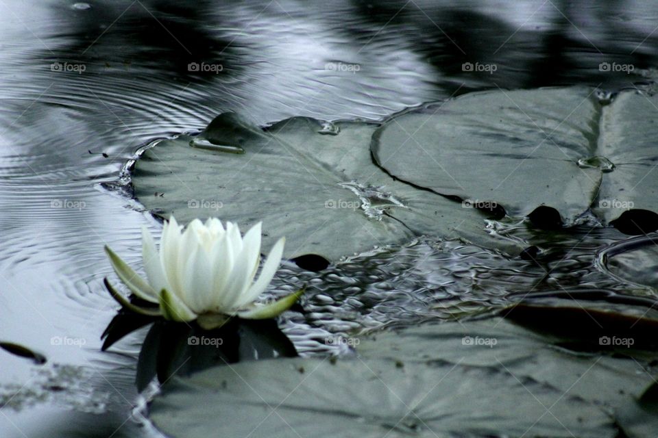 Lily pads and a Lily 