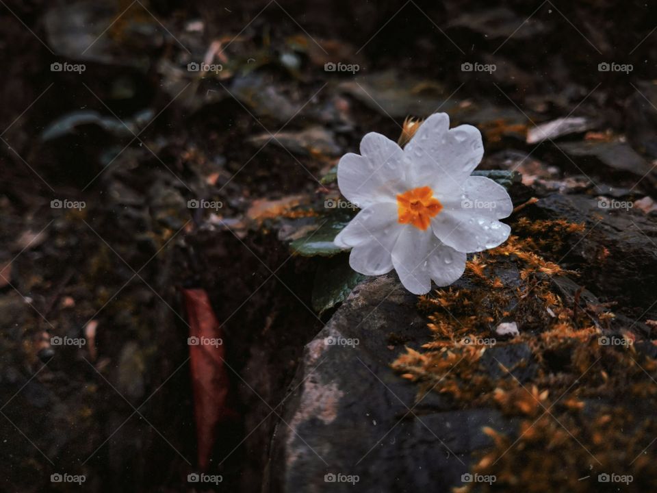 beautiful white flower, still blooming beautifully even though alone in the middle of the forest
