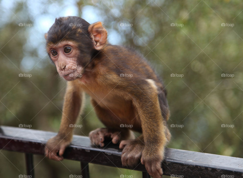 Monkey sitting on railing