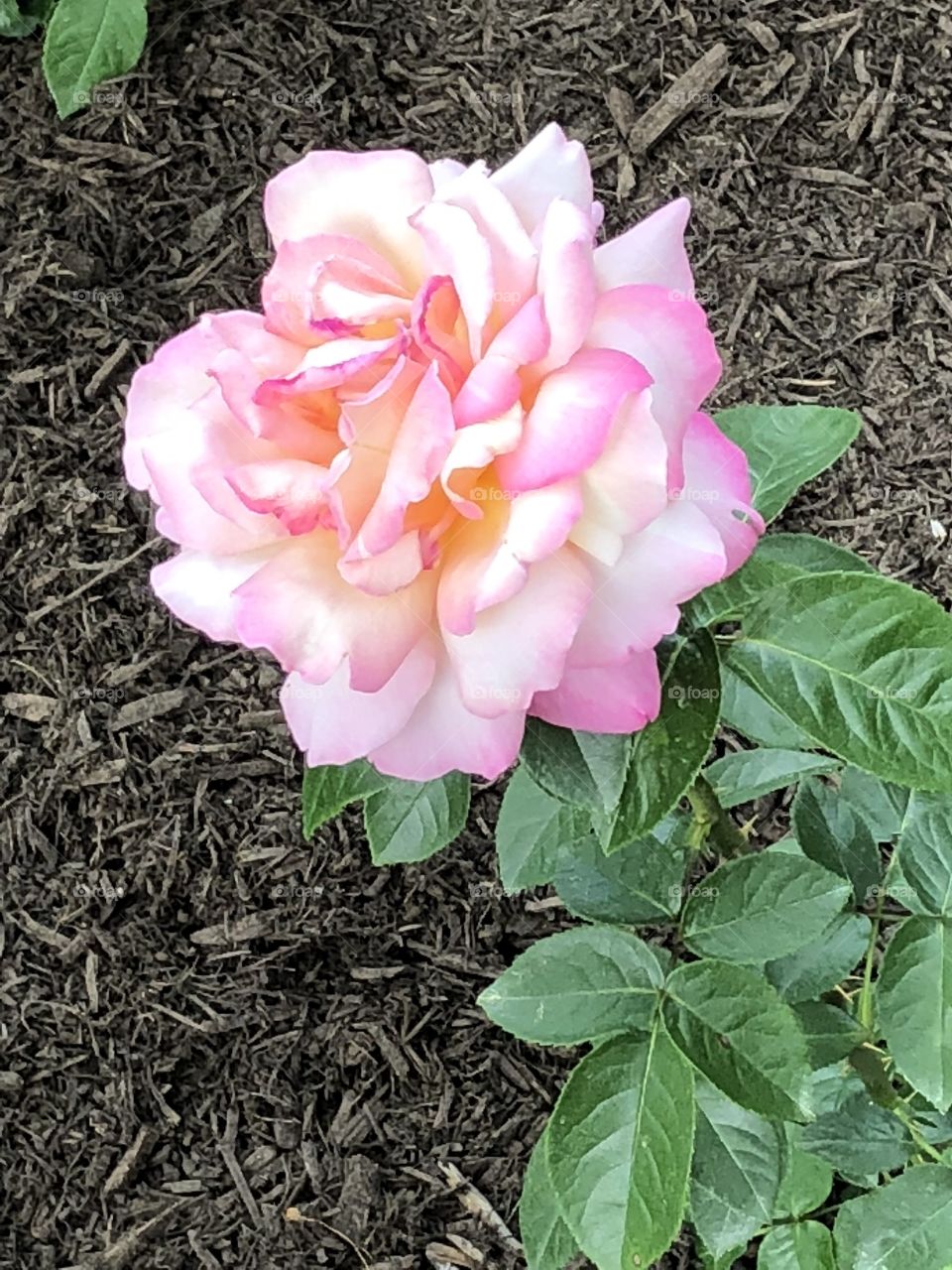 A beautiful pink rose taken from the rose garden in Colonial Park in Somerset, NJ. 