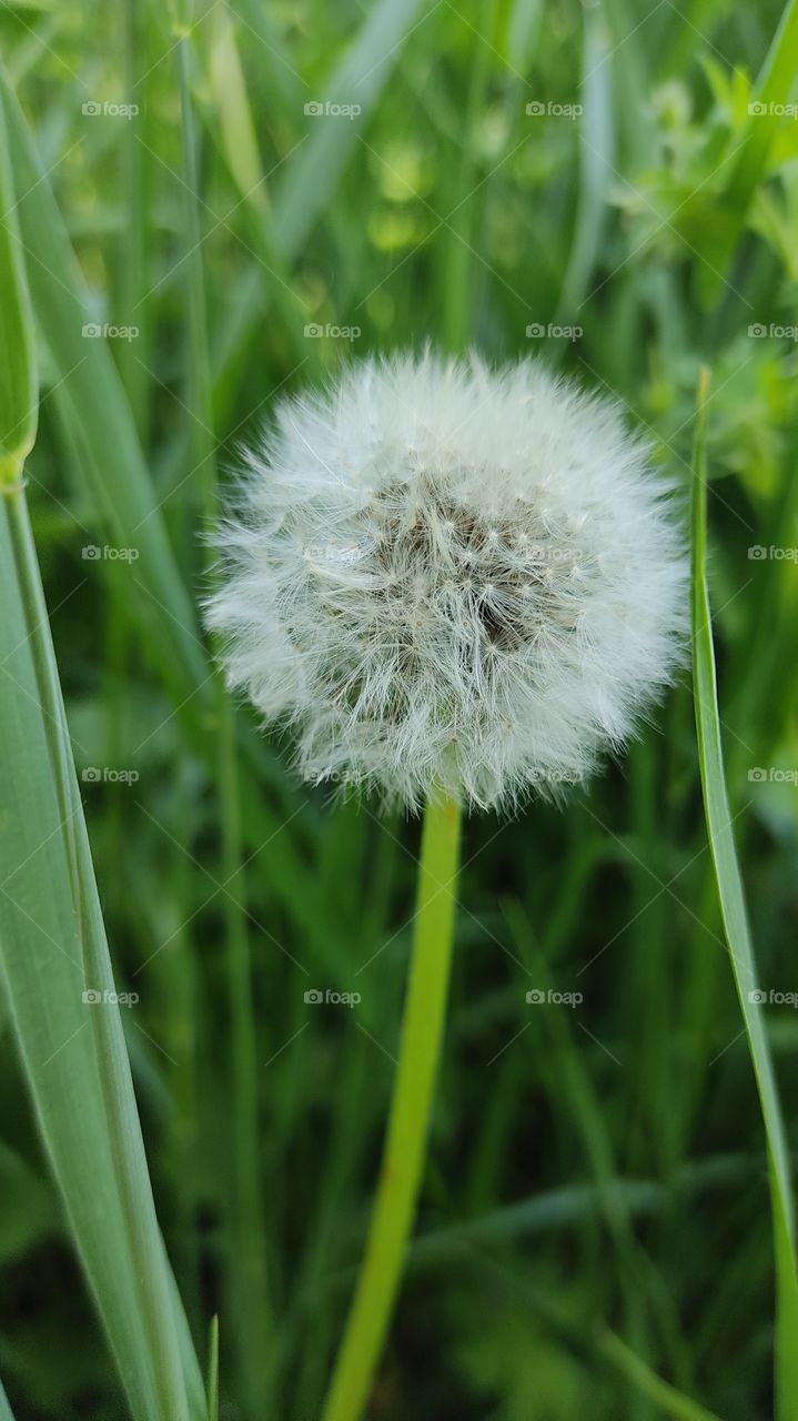 fluffy cloud