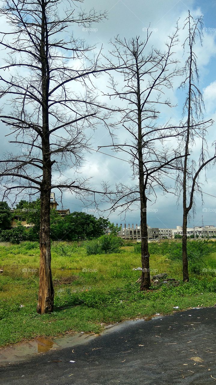 tree reflection in water