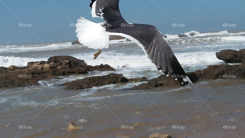 beautiful seagull flying over water.