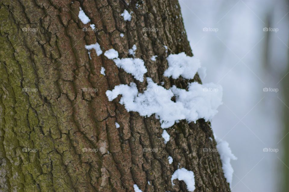 winter forest