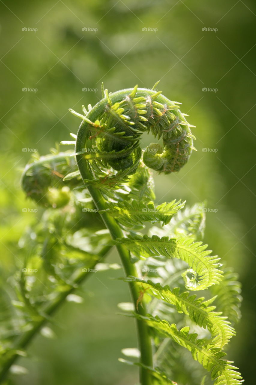 Fern