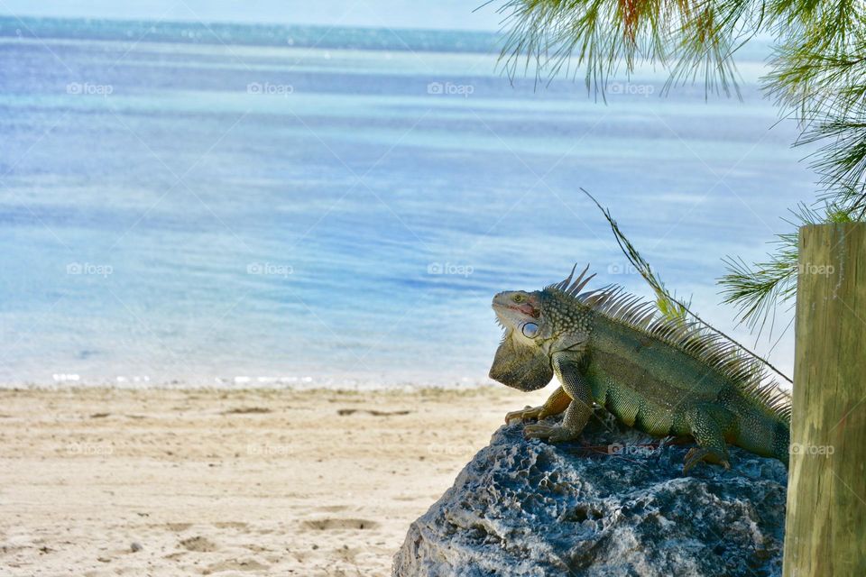 Enjoying the beach