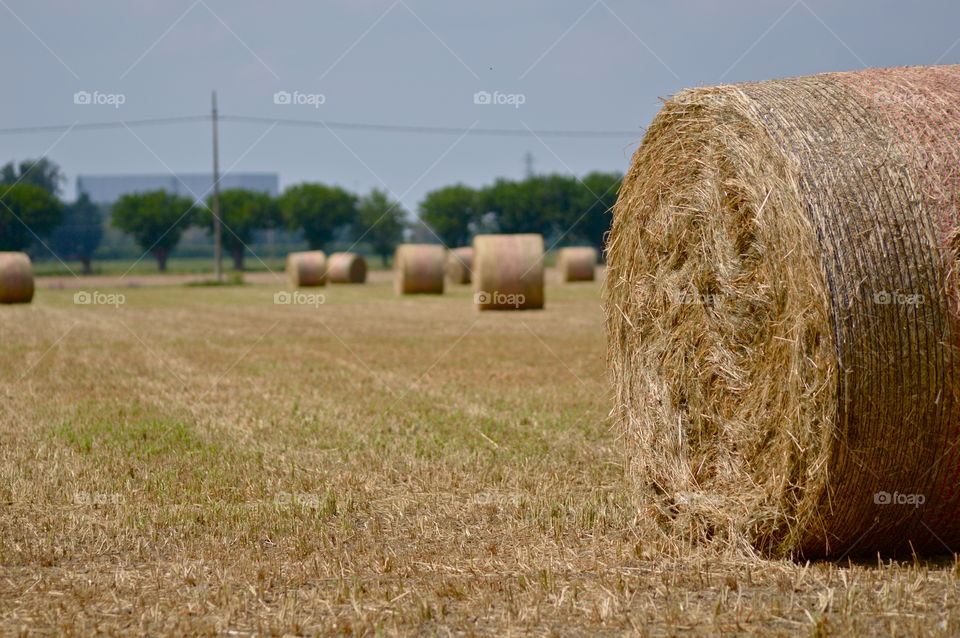 countryside landscape with hay bales