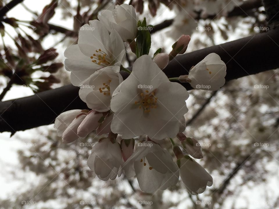 Cherry blossom. Cherry blossom in Washington, D.C. 