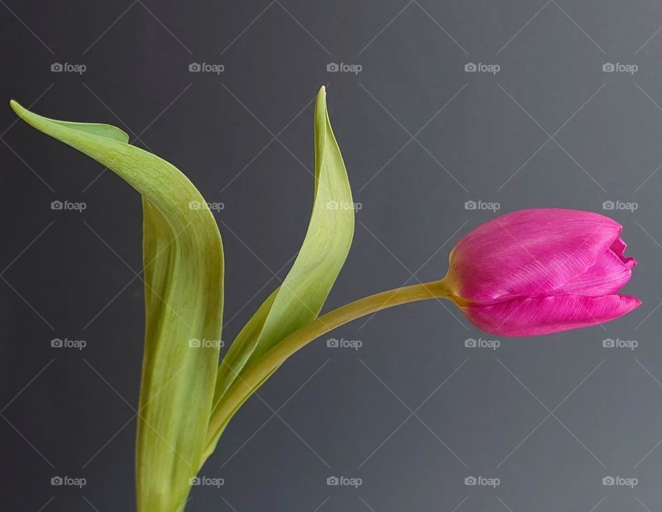 One tulip 🌷 Still life🌷