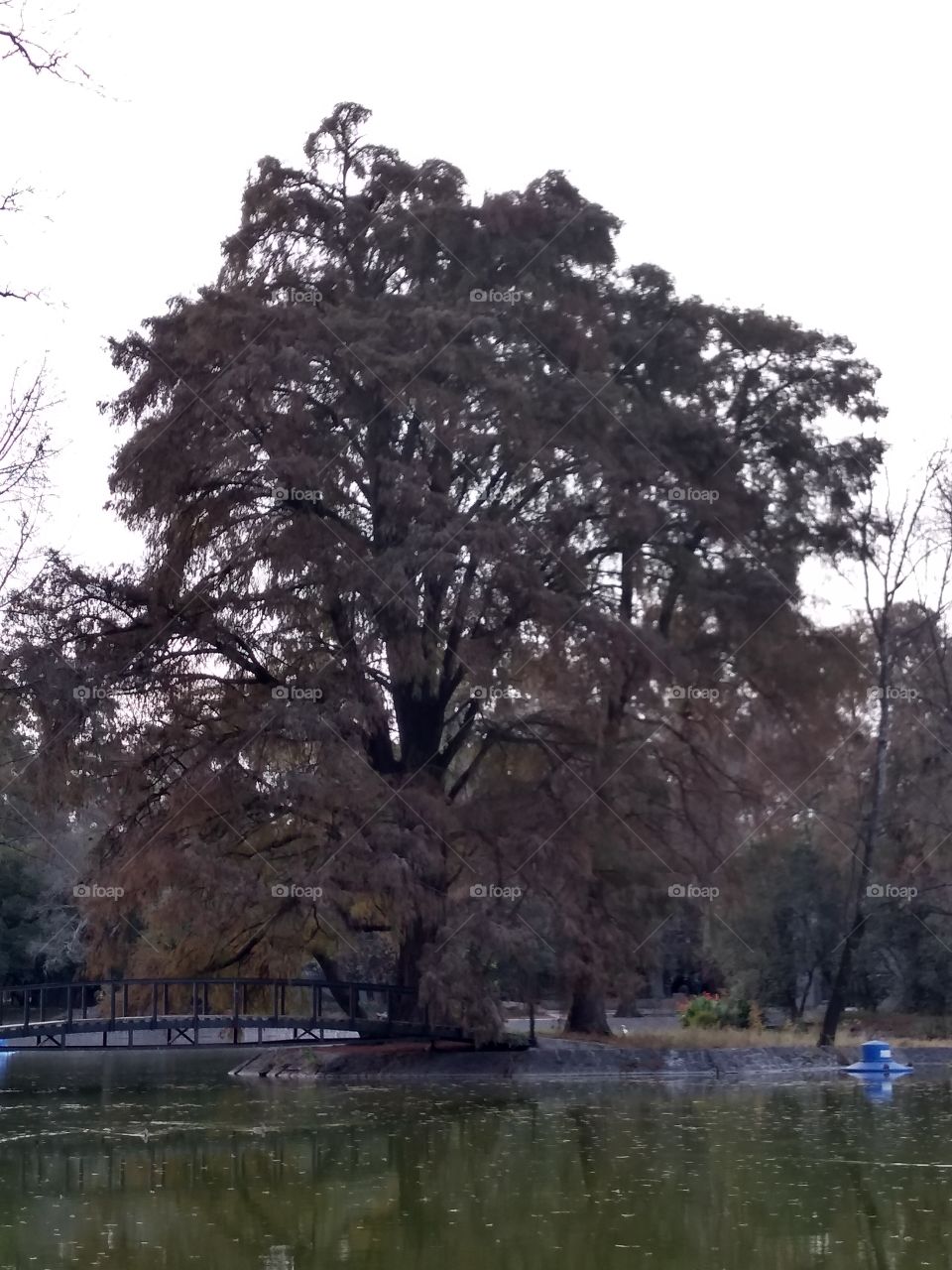 hermoso árbol a lado de una laguna.