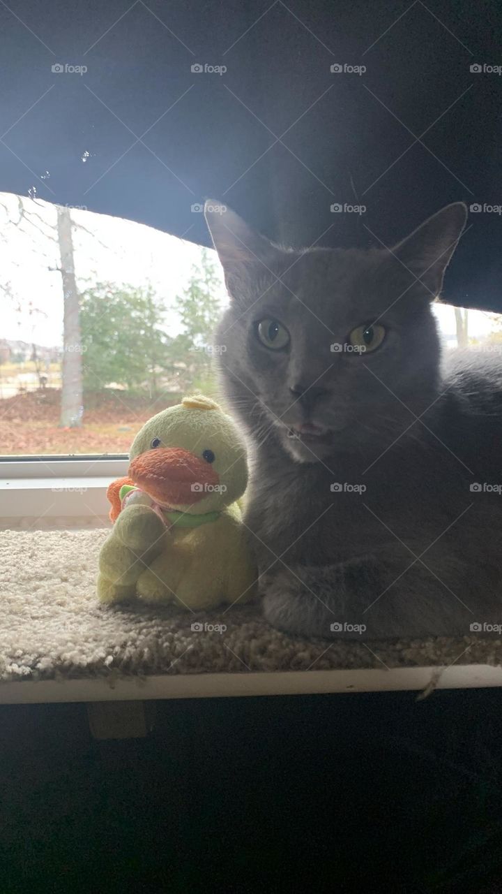 gray cat and ducky
cat with pet duck
kitty cat with stuff duckling