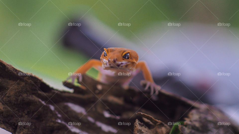 Gecko