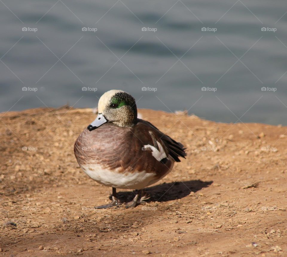 Wigeon Duck on the Lakeshore