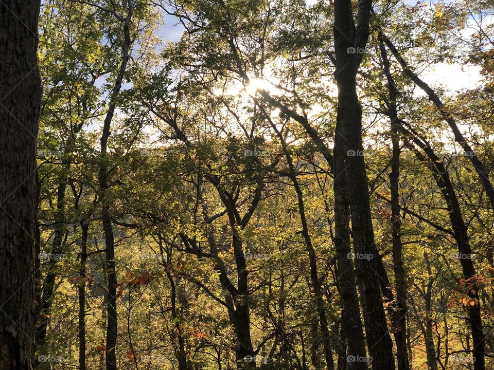 Tree’s Overlooking Hilltop 