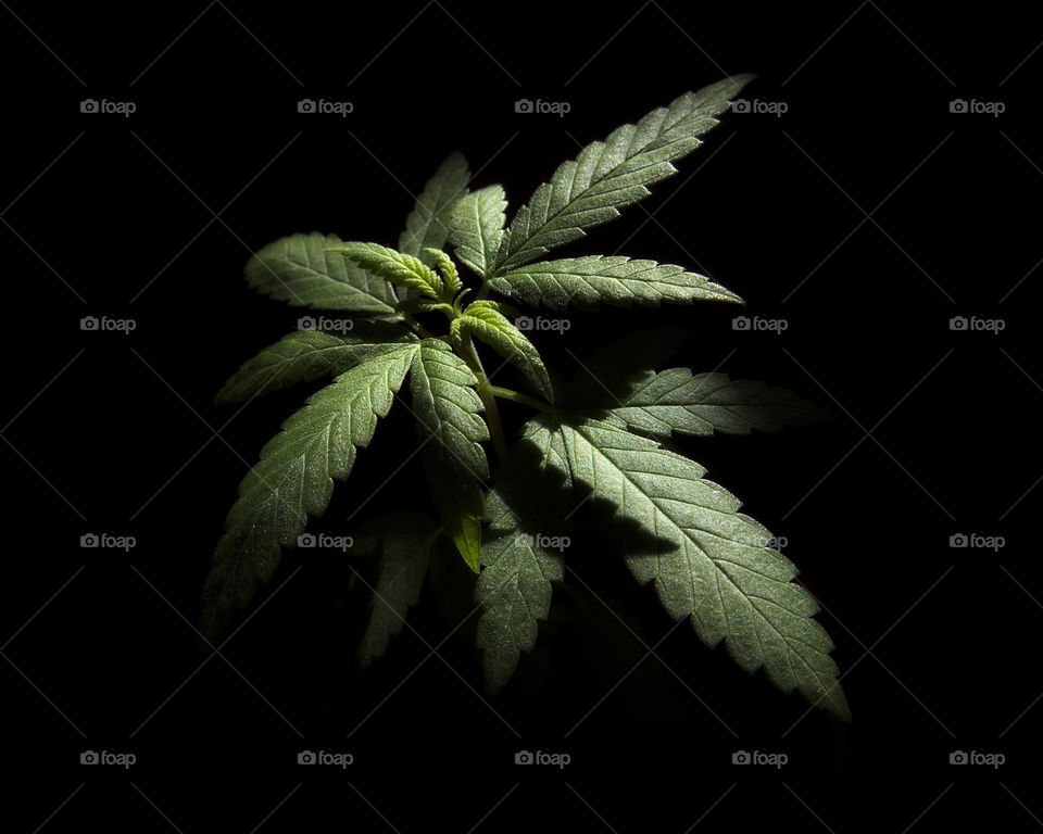 Young female cannabis plant with chiaroscuro effect.