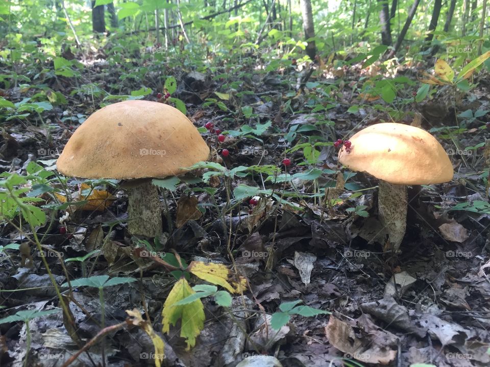 Mushrooms fungi