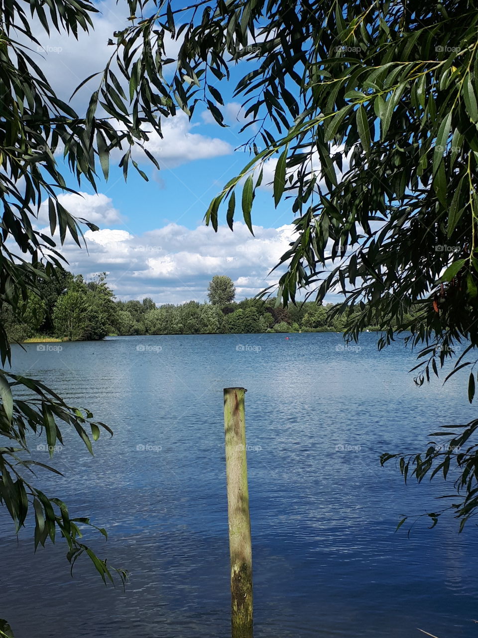 A Lake In Summer