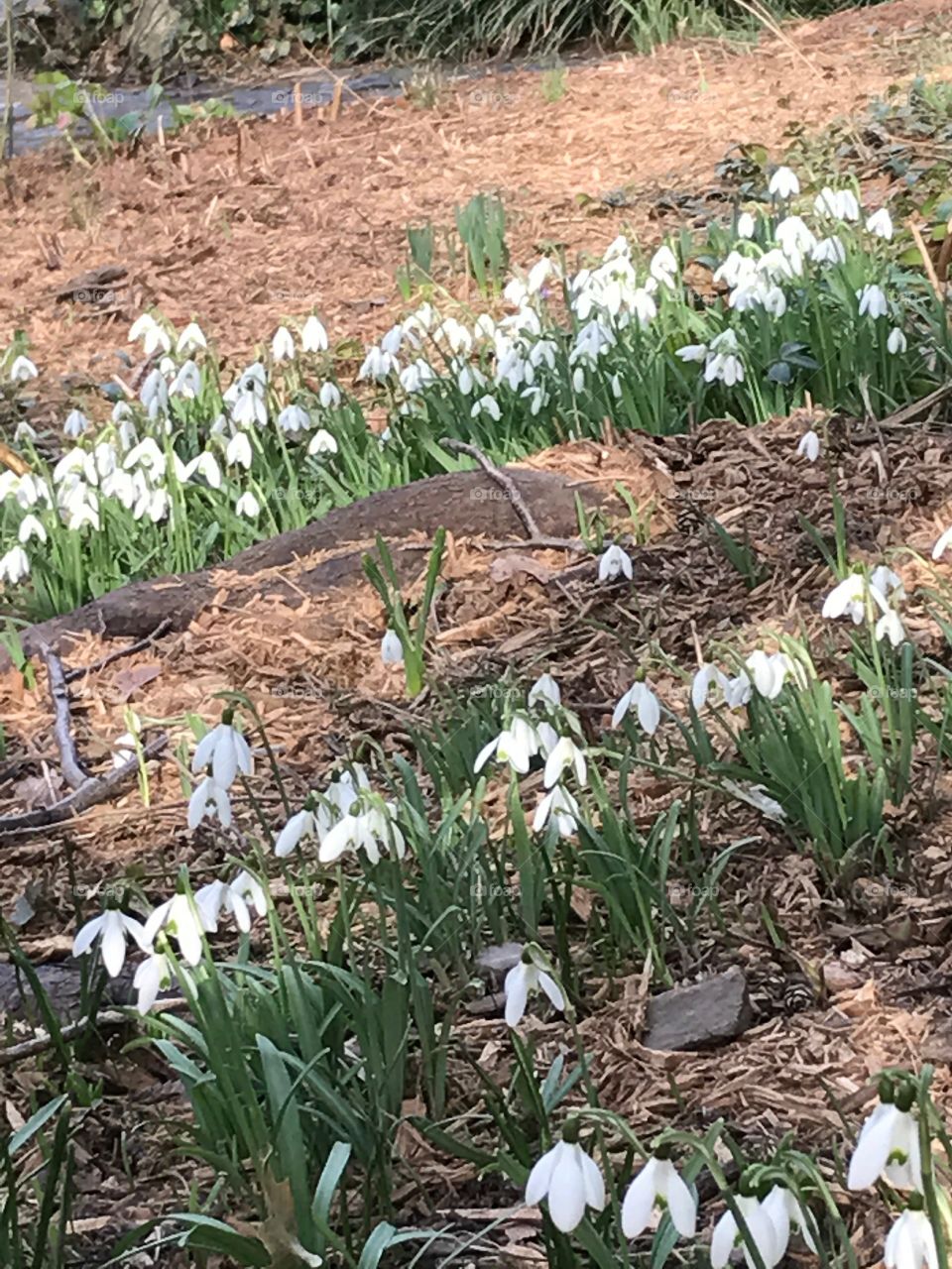 Flowers of Central Park, NYC 