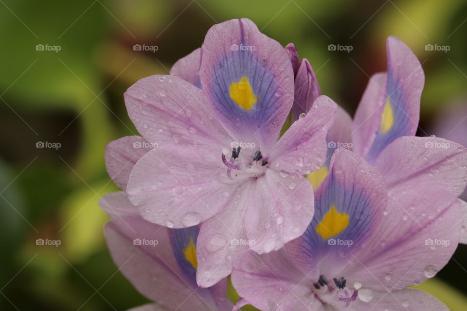 purple flower with waterdrops under petal