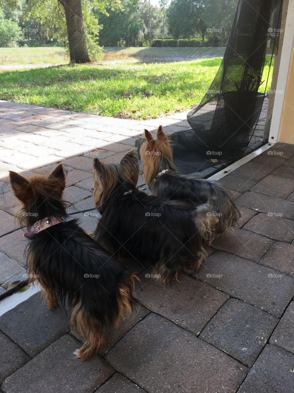 Three dogs 