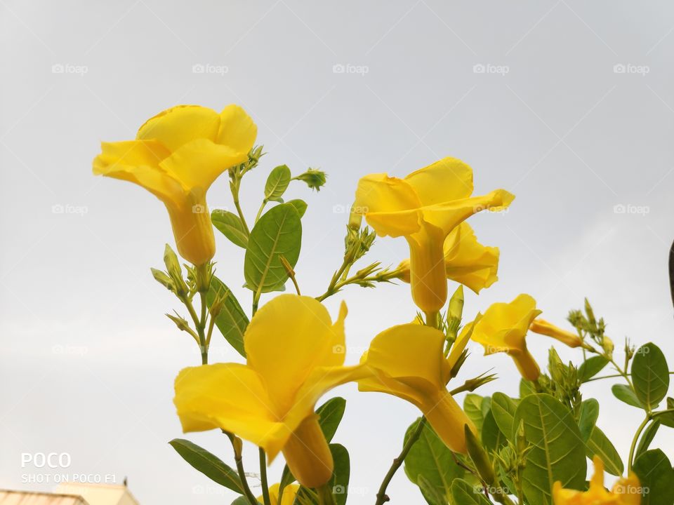 a bright yellow gold flowers