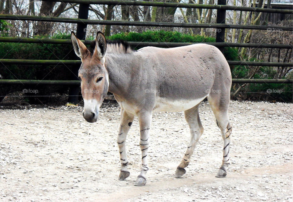 animal zoo donkey by arman