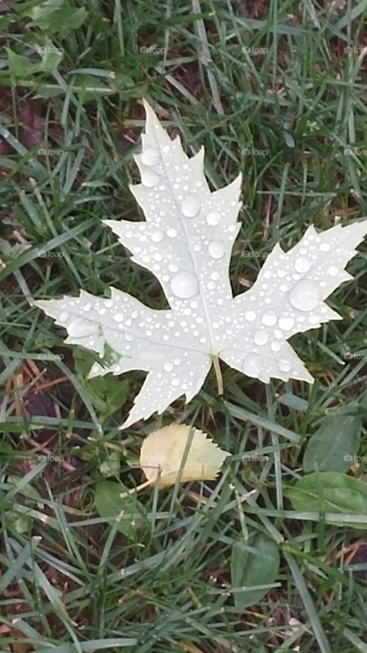 maple leaf