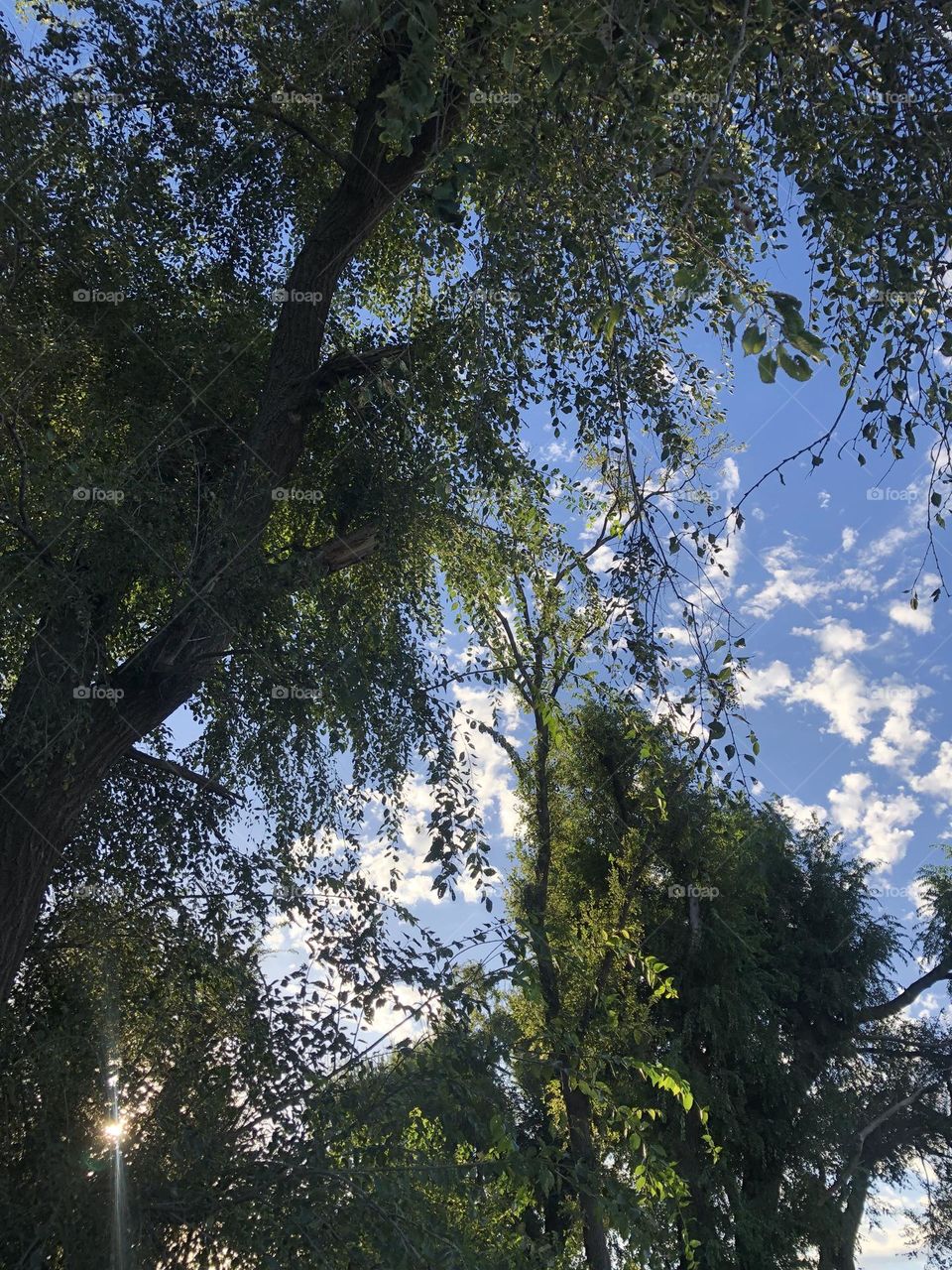 Cielo Arboles Verde Nubes Reflejos